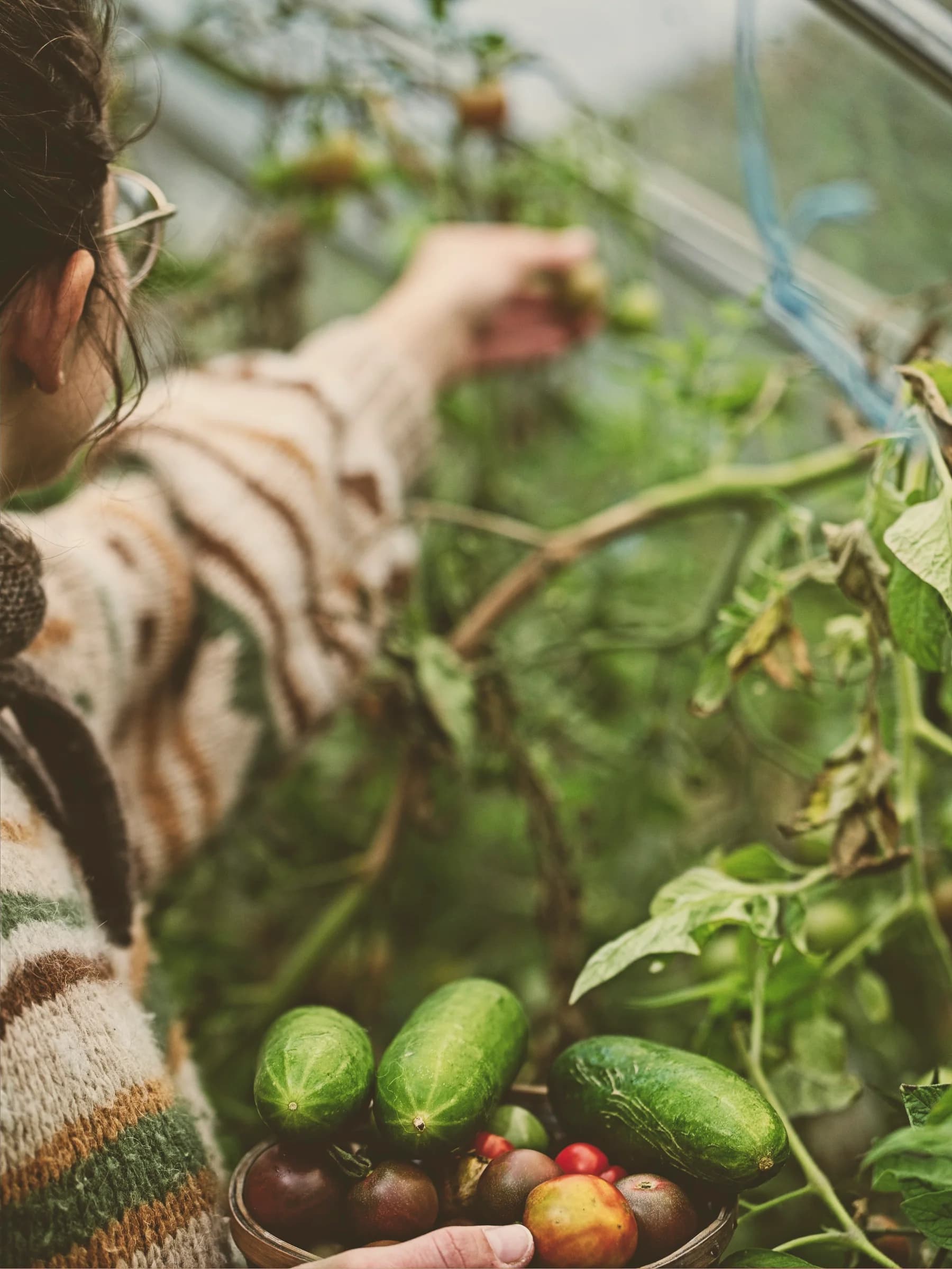 En hånd strekker seg mot tomatplantene i drivhuset, med en bolle agurker og tomater i armkroken